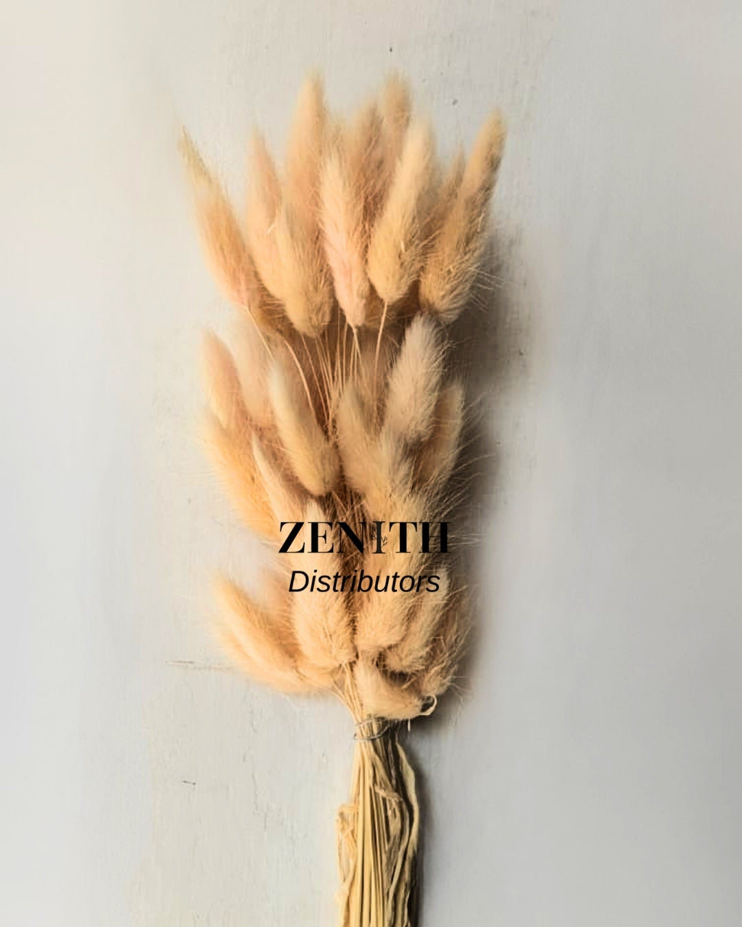 Bunny Tails/Lagurus