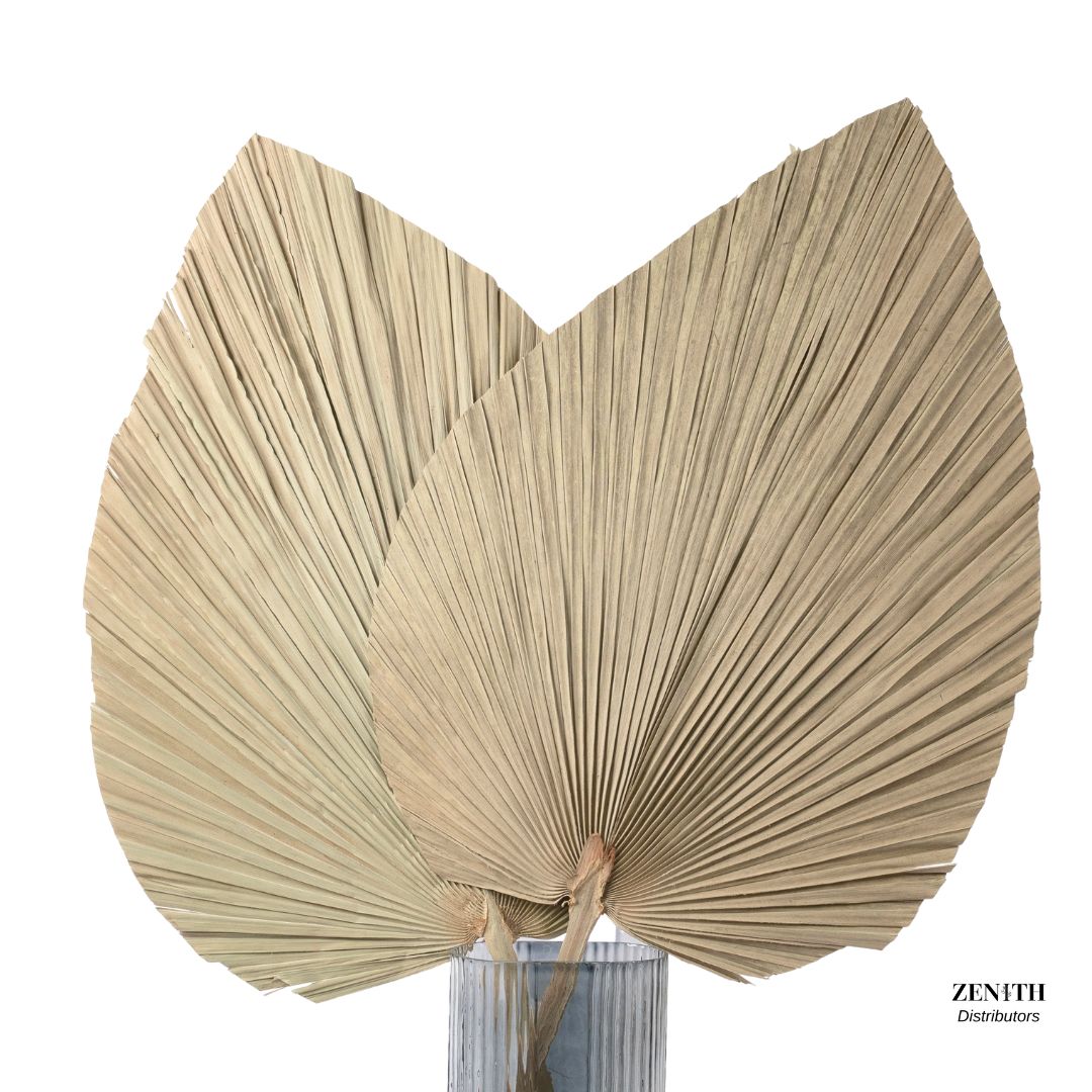 Jumbo Fan Palm | Set of 20 Sticks