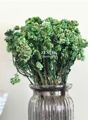Wild Daisy Flower | Bunch of 60 Grams