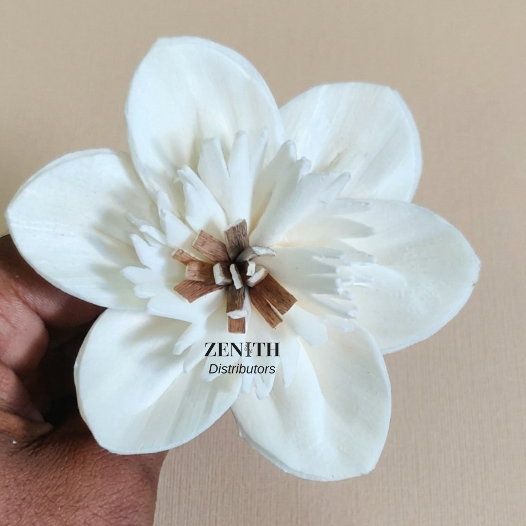 Daffodil | Pack of 100 Pcs