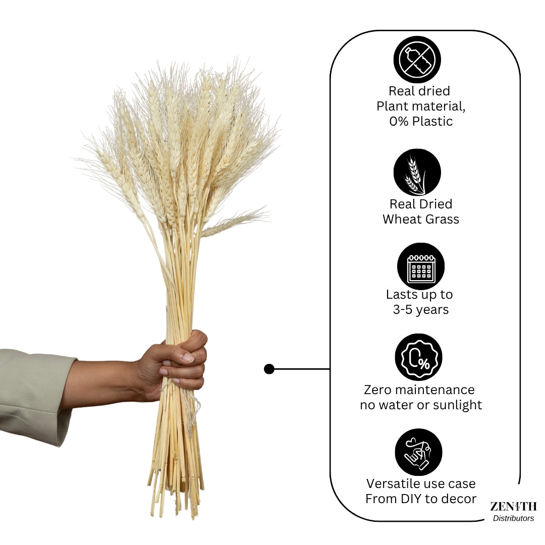 Wheat Grass | Set of 50 Sticks