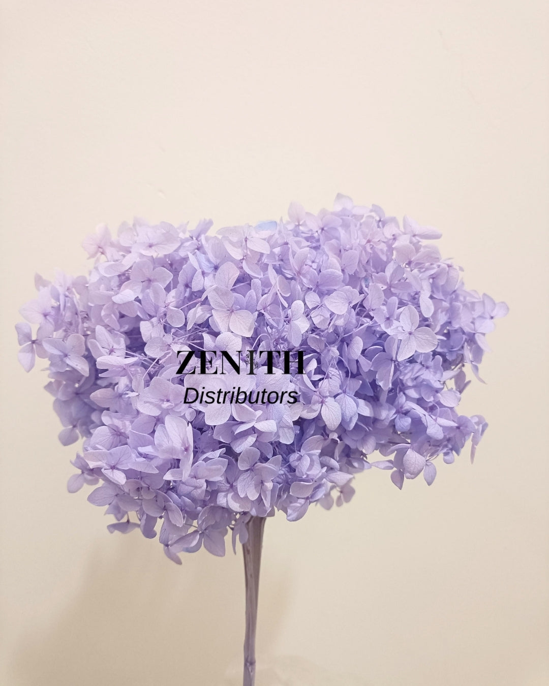 Hydrangea