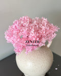 Hydrangea