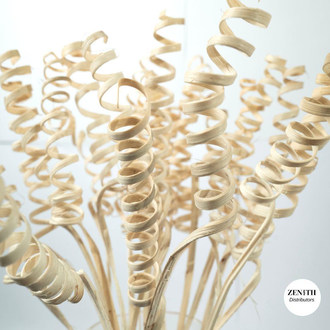 Cane Spring | Set of 20 Sticks