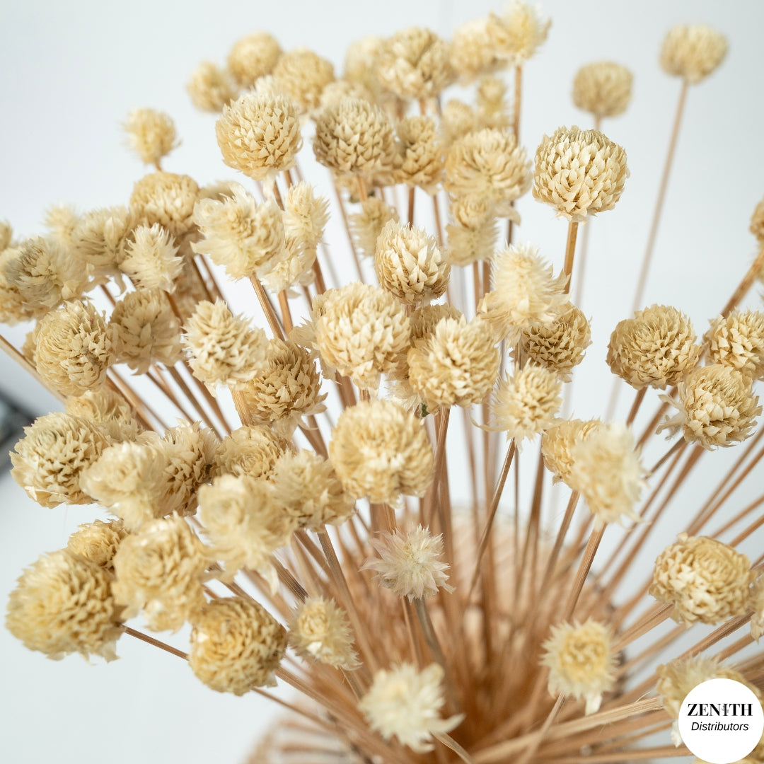 Gomphrena | Bunch of 50 Sticks