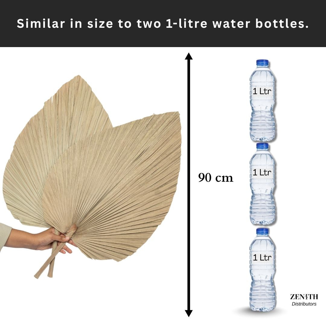 Jumbo Fan Palm | Set of 20 Sticks