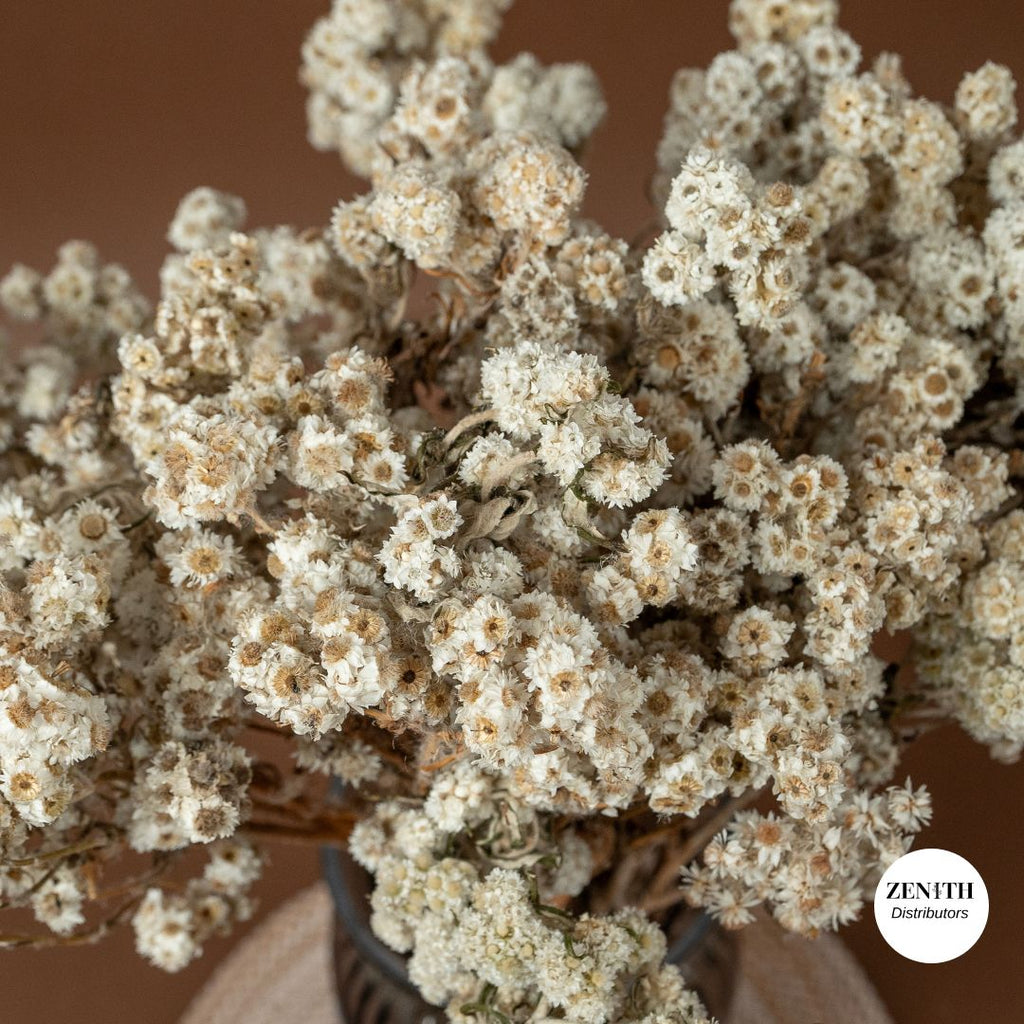 Wild Daisy Flower | Bunch of 60 Grams