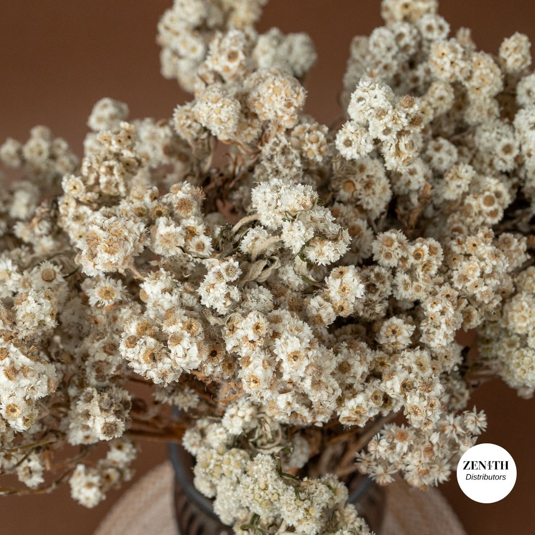 Wild Daisy Flower | Bunch of 60 Grams