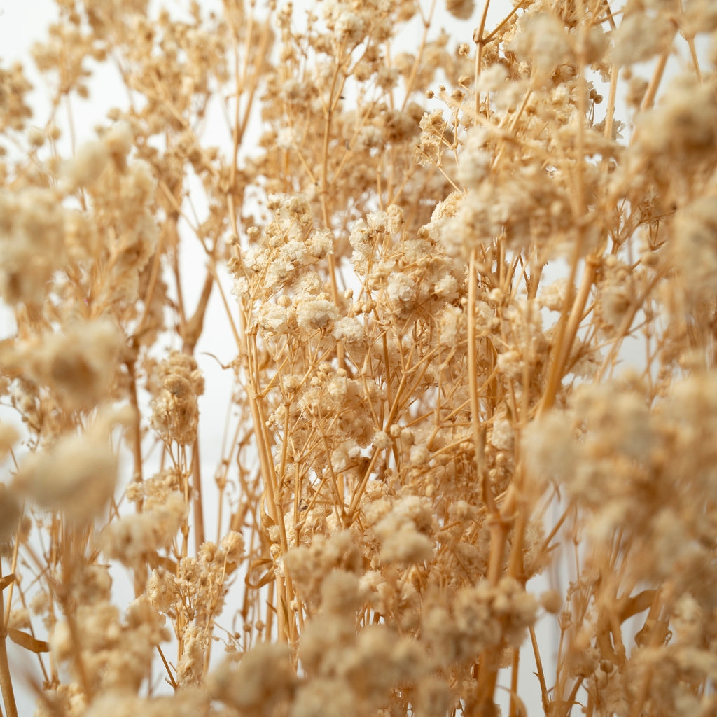 Preserved Baby's Breath | Bunch of 100 Grams