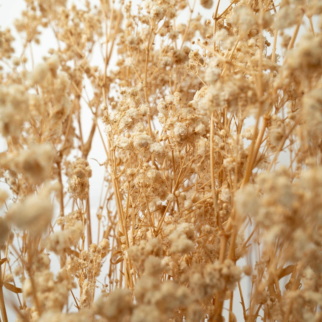 Preserved Baby's Breath | Bunch of 100 Grams