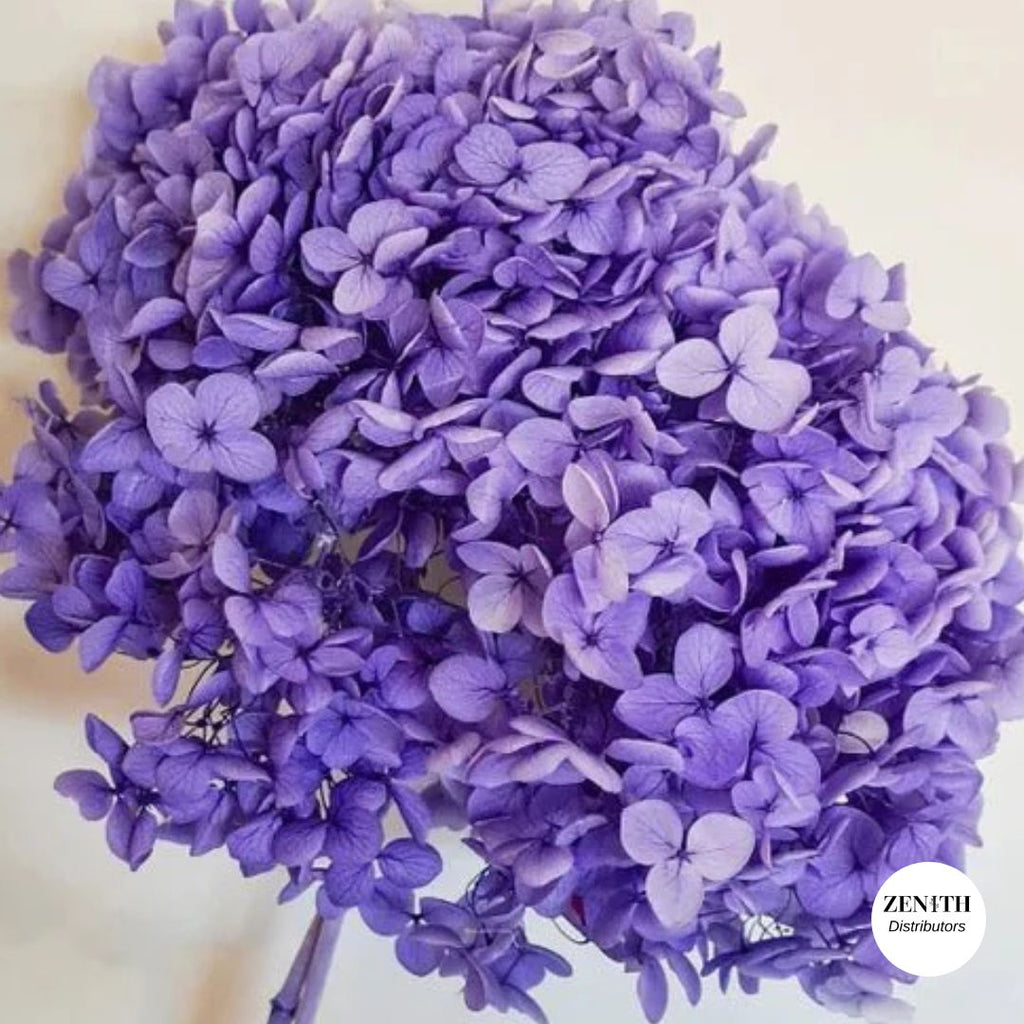 Hydrangea  | Per Bunch