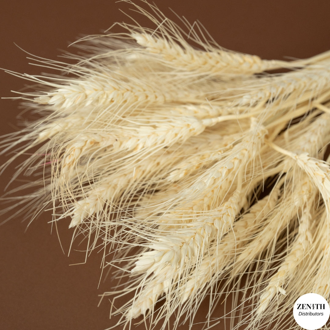 Wheat Grass | Set of 50 Sticks