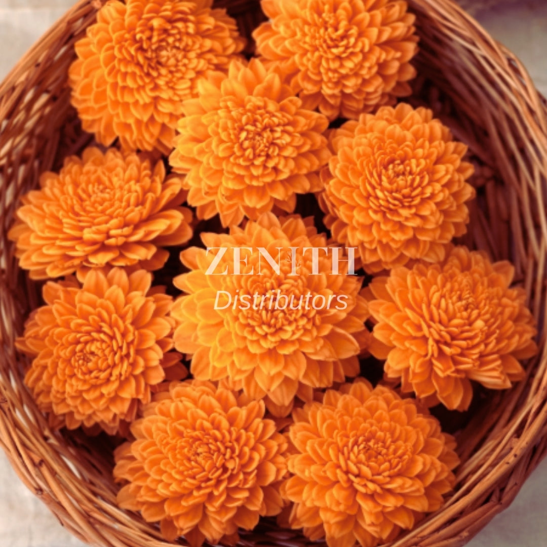 Ziniya | Pack of 100 Pcs