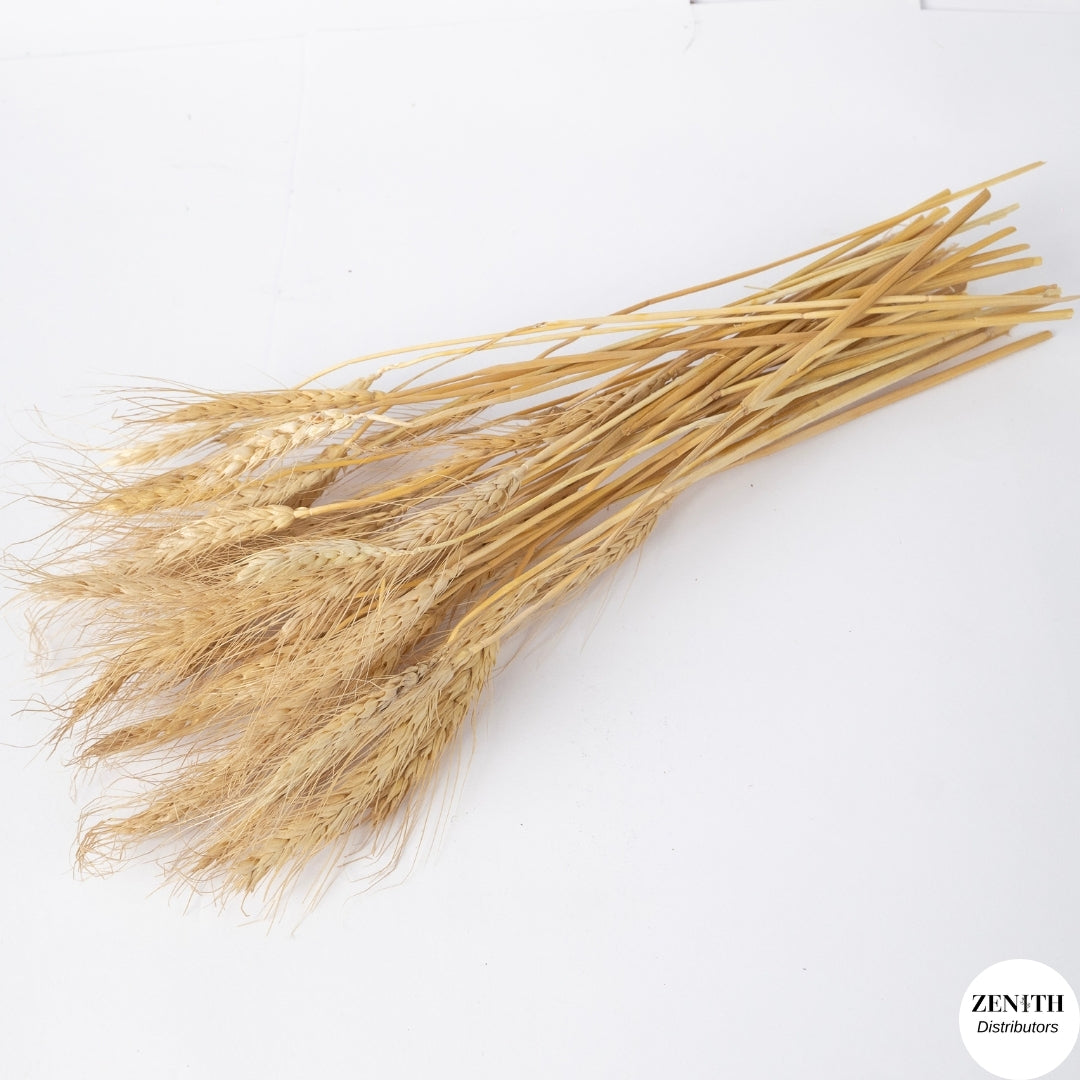 Wheat Grass | Set of 50 Sticks