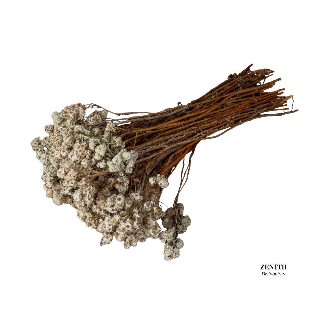 Wild Daisy Flower | Bunch of 60 Grams