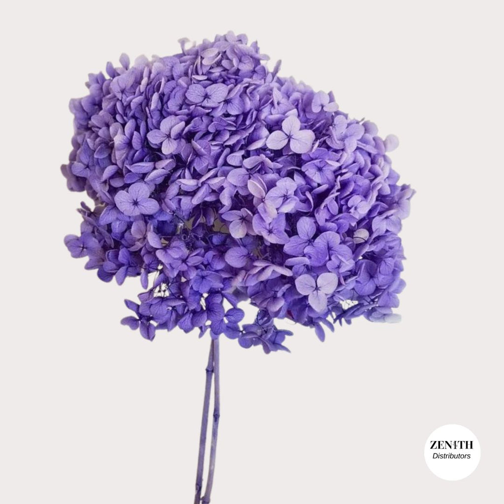 Hydrangea  | Per Bunch