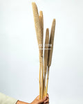 Bajra