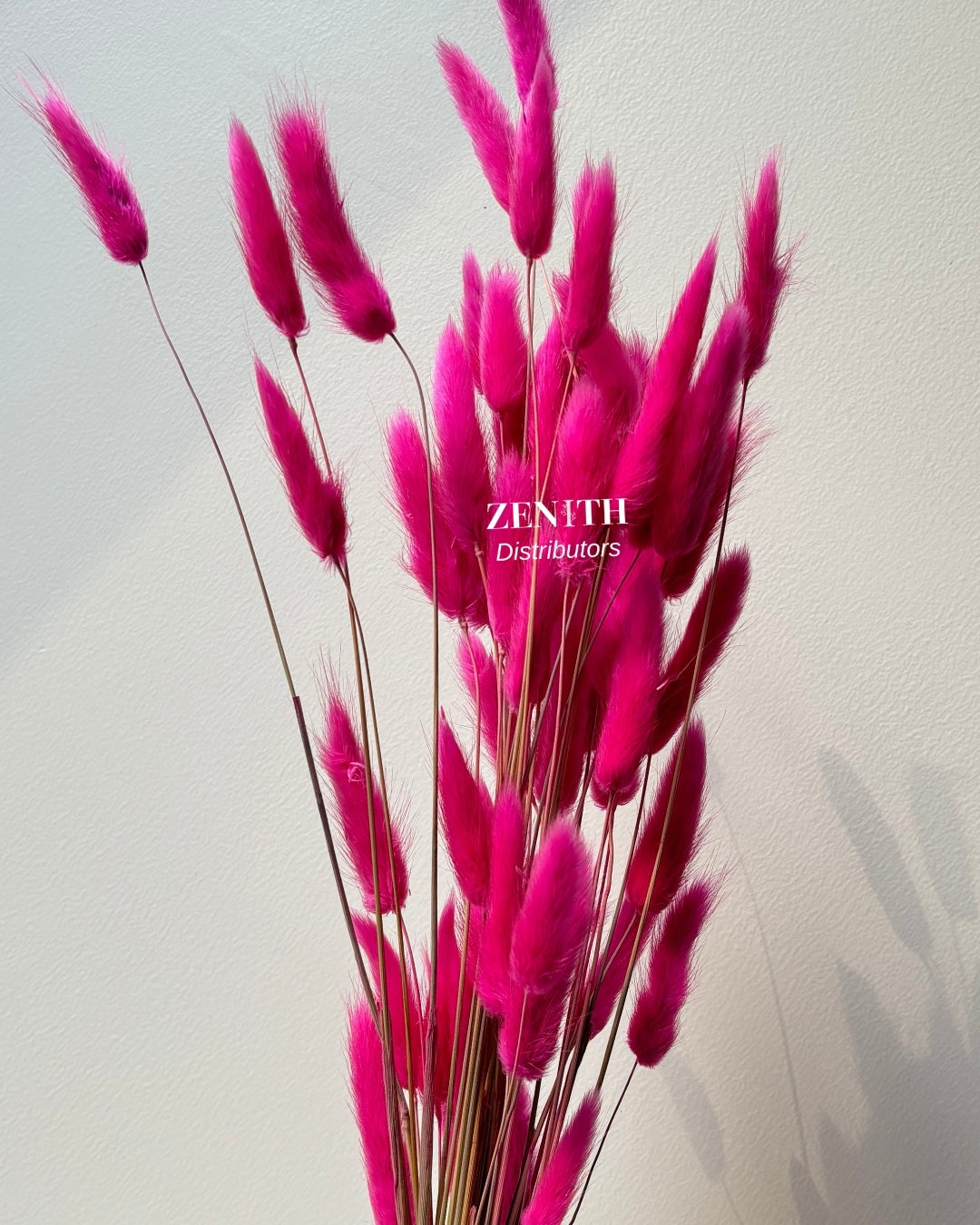 Bunny Tails | Bunch of 50 Stems