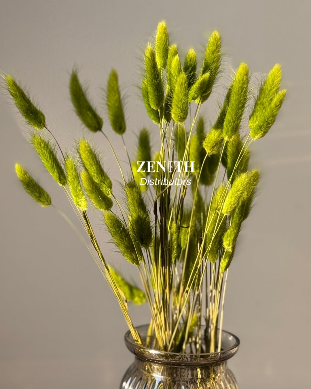 Bunny Tails/Lagurus