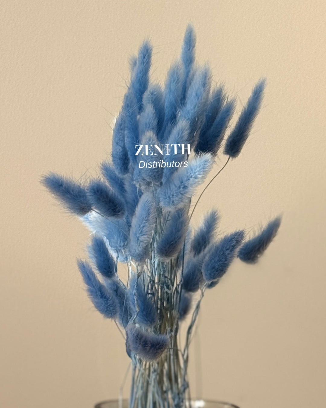 Bunny Tails | Bunch of 50 Stems