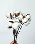 Cotton Ball