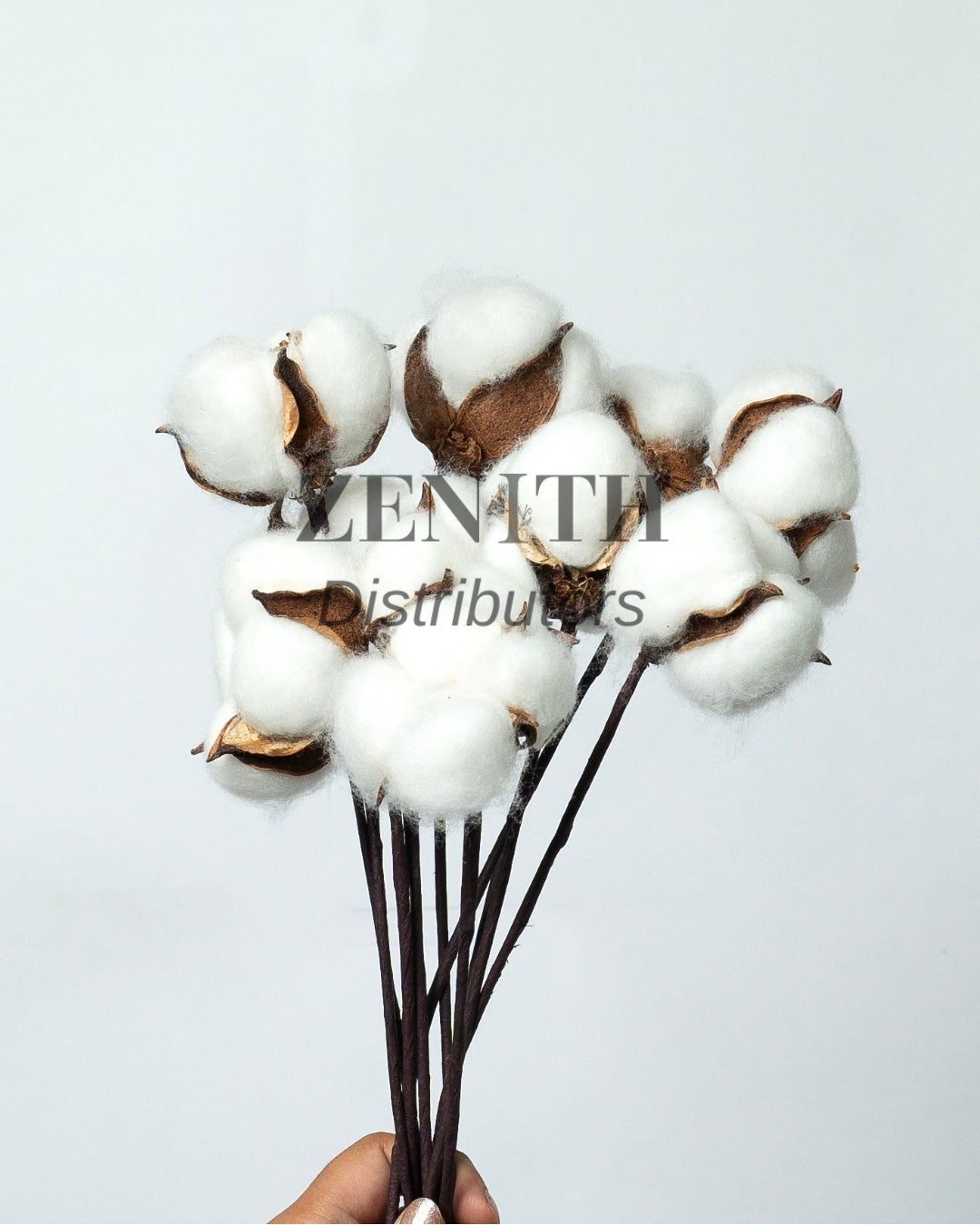 Cotton Ball