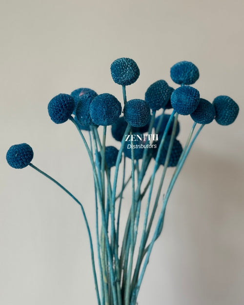 Craspedia/Billy Ball | Bunch of 20 Sticks