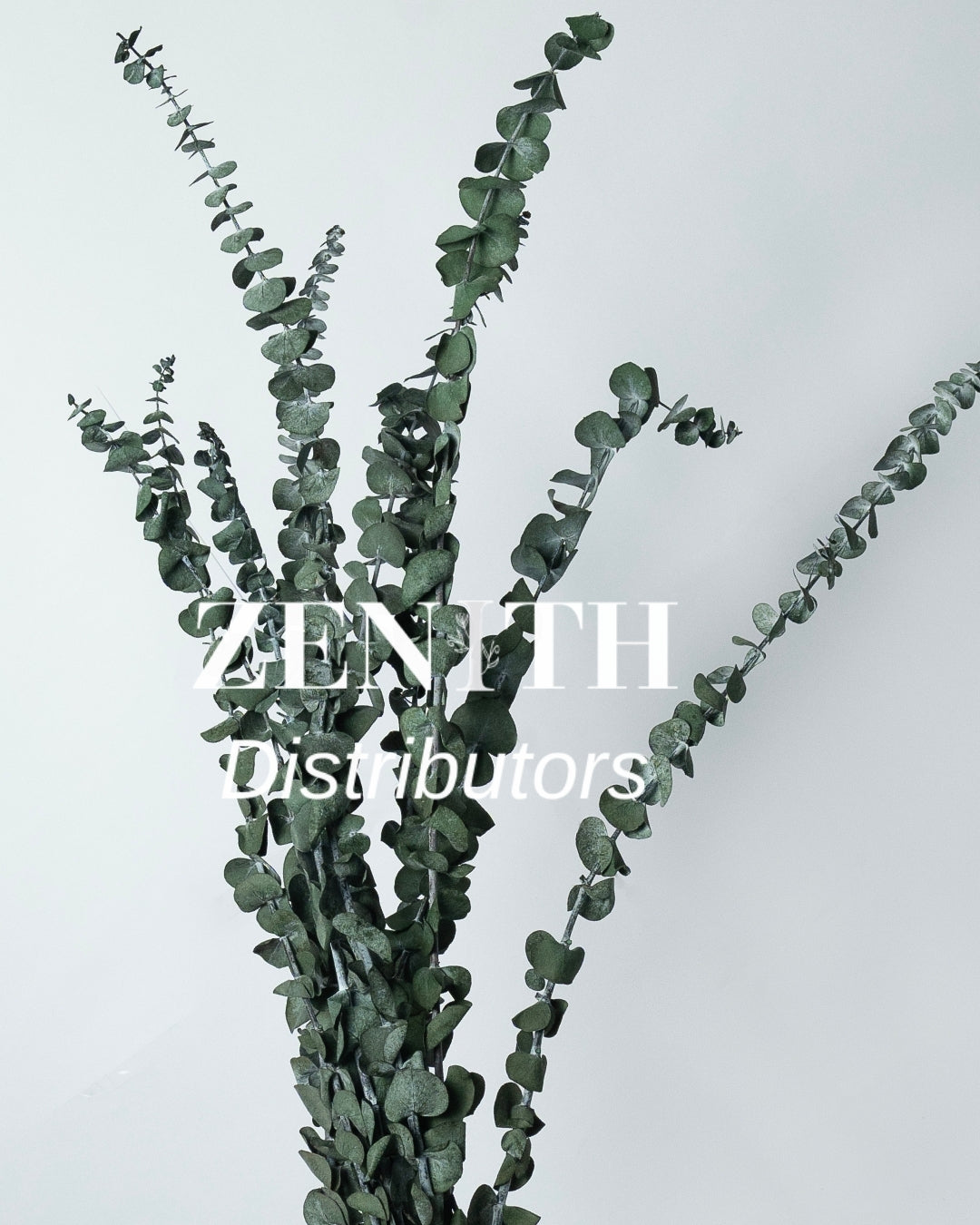 Eucalyptus