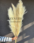 Fluffy Pampas Grass