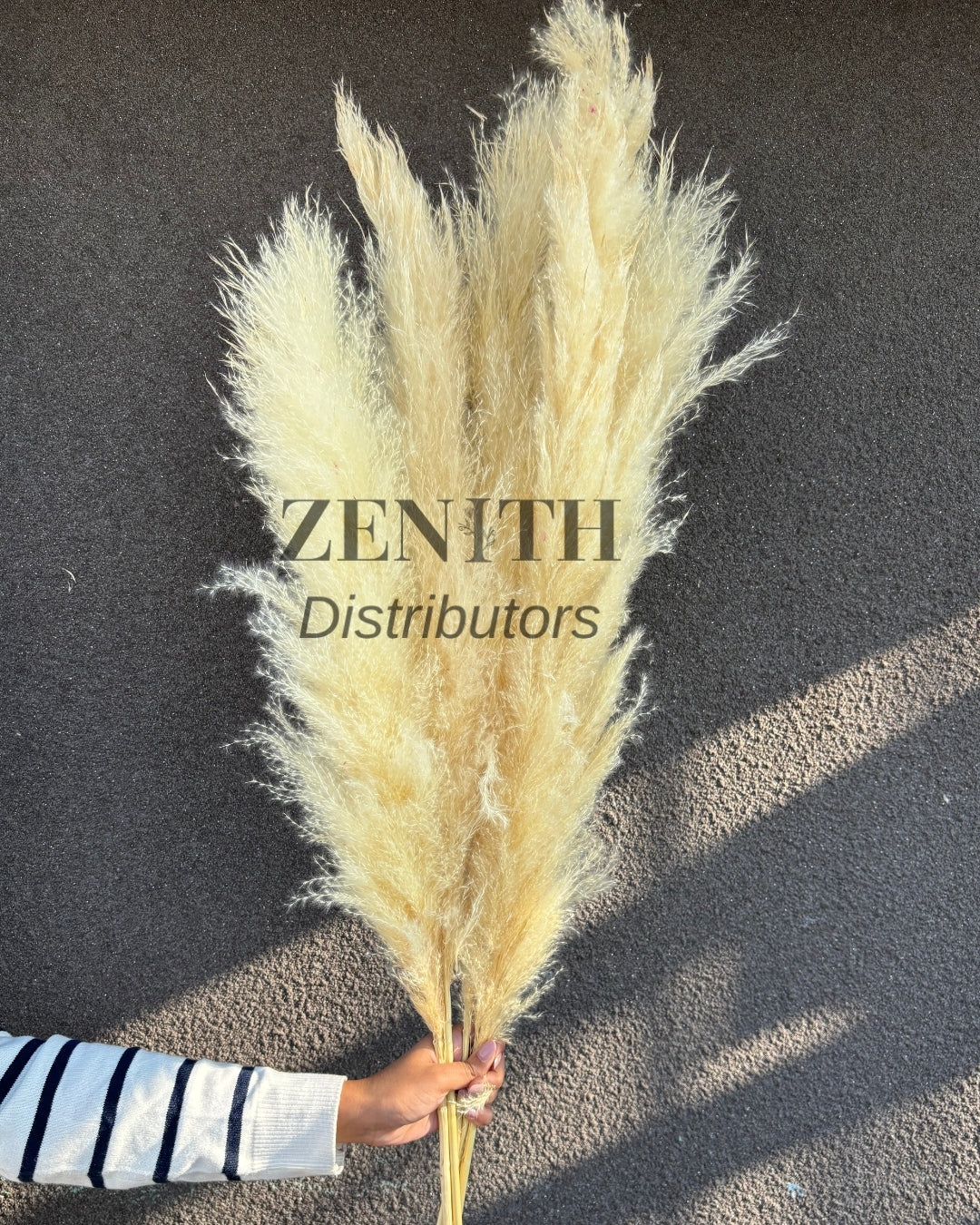 Fluffy Pampas Grass