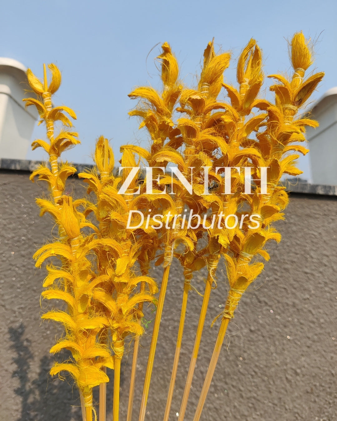 Ginger Stems | Set of 10 Sticks