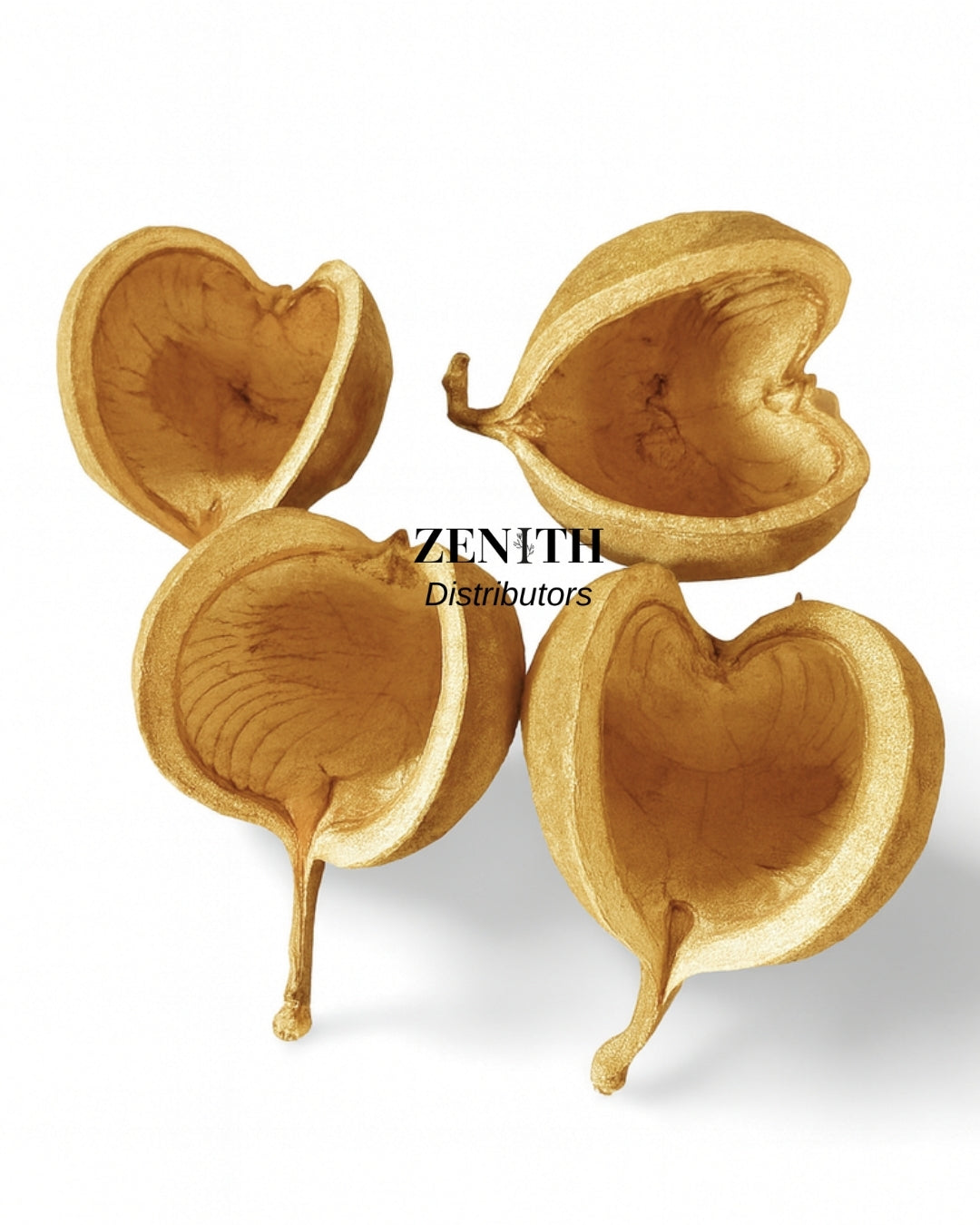 Buddha Nut | Pack of 10 Pcs | Without Sticks