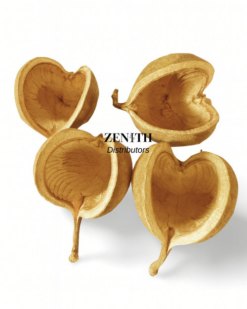 Buddha Nut | Pack of 10 Pcs | Without Sticks