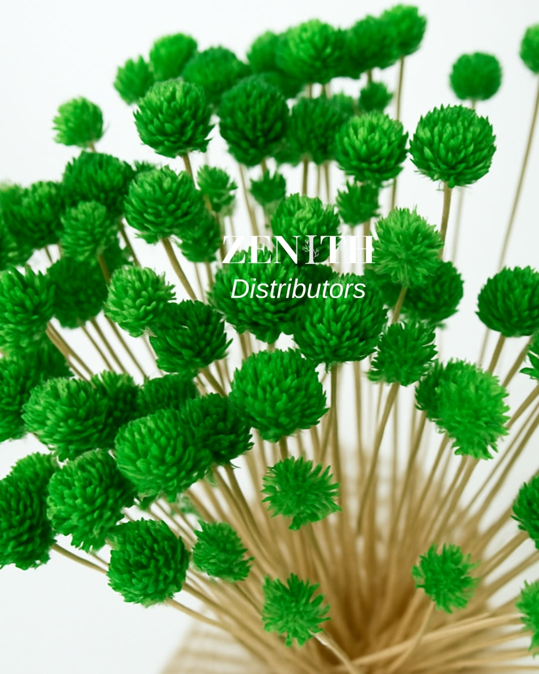 Gomphrena /Globe Amarnath