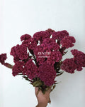 Celosia