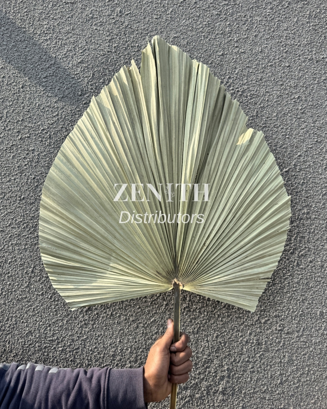 Jumbo Fan Palm