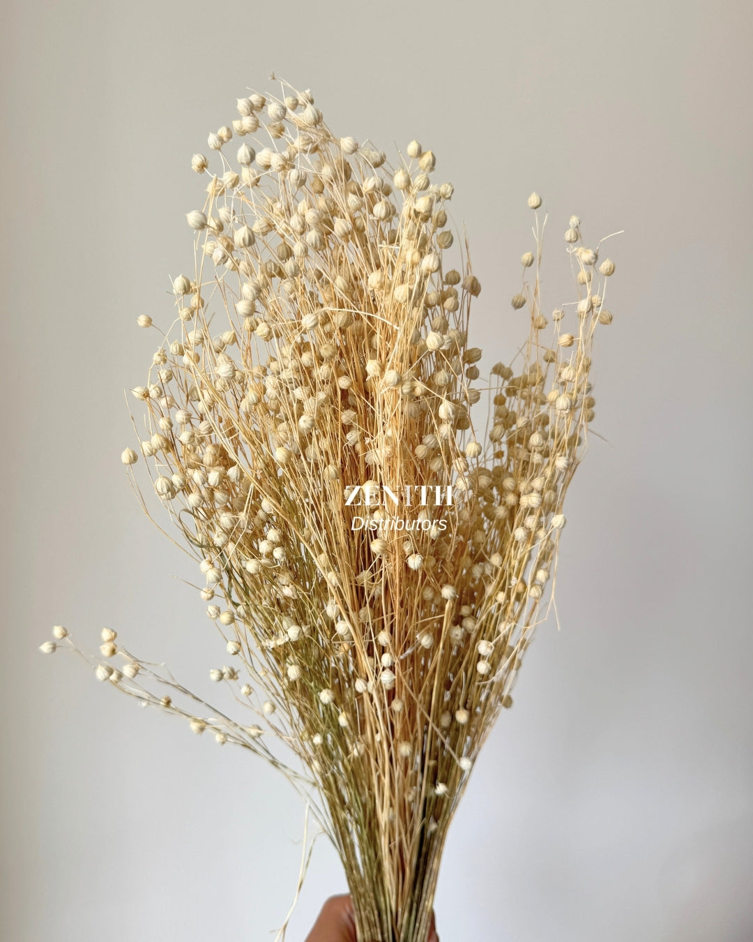 Tishi/LinumFlax