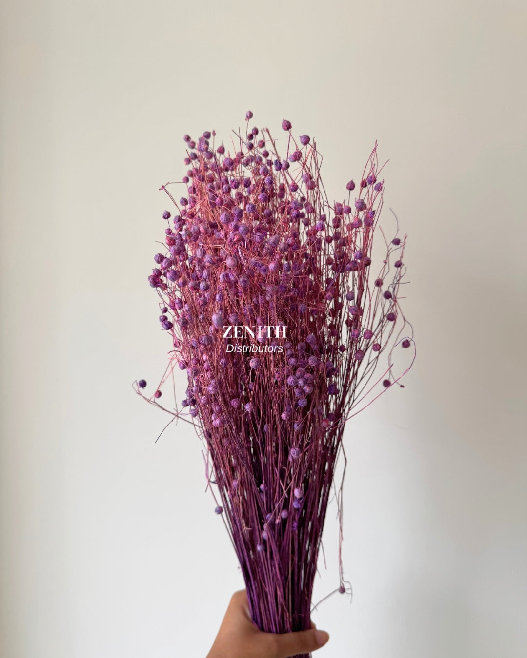 Tishi/LinumFlax