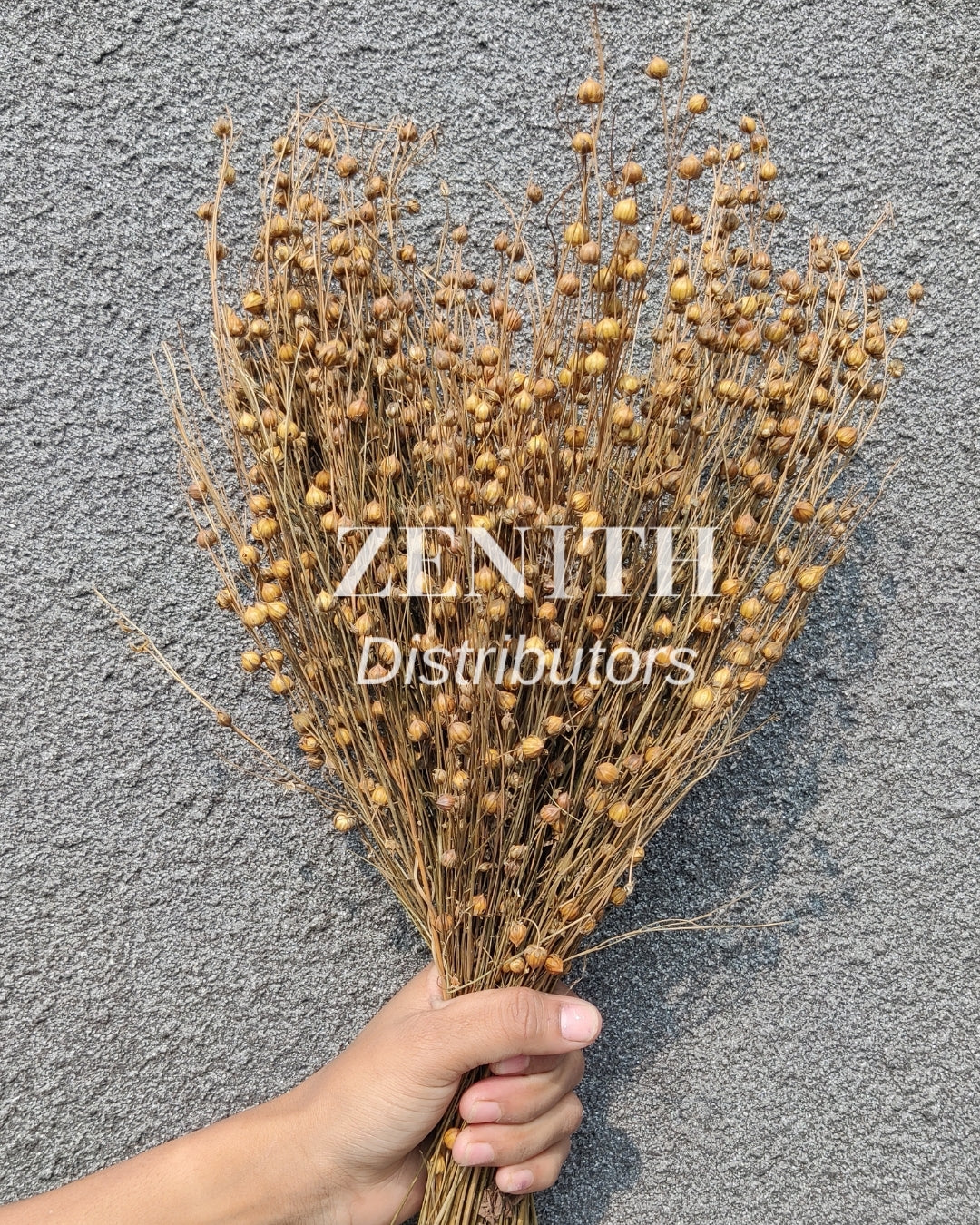Tishi/LinumFlax