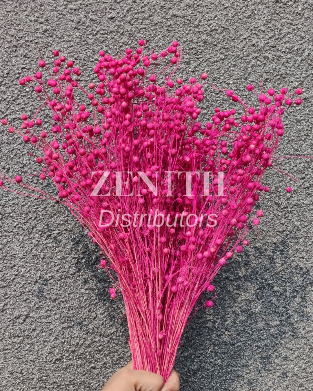 Tishi/LinumFlax