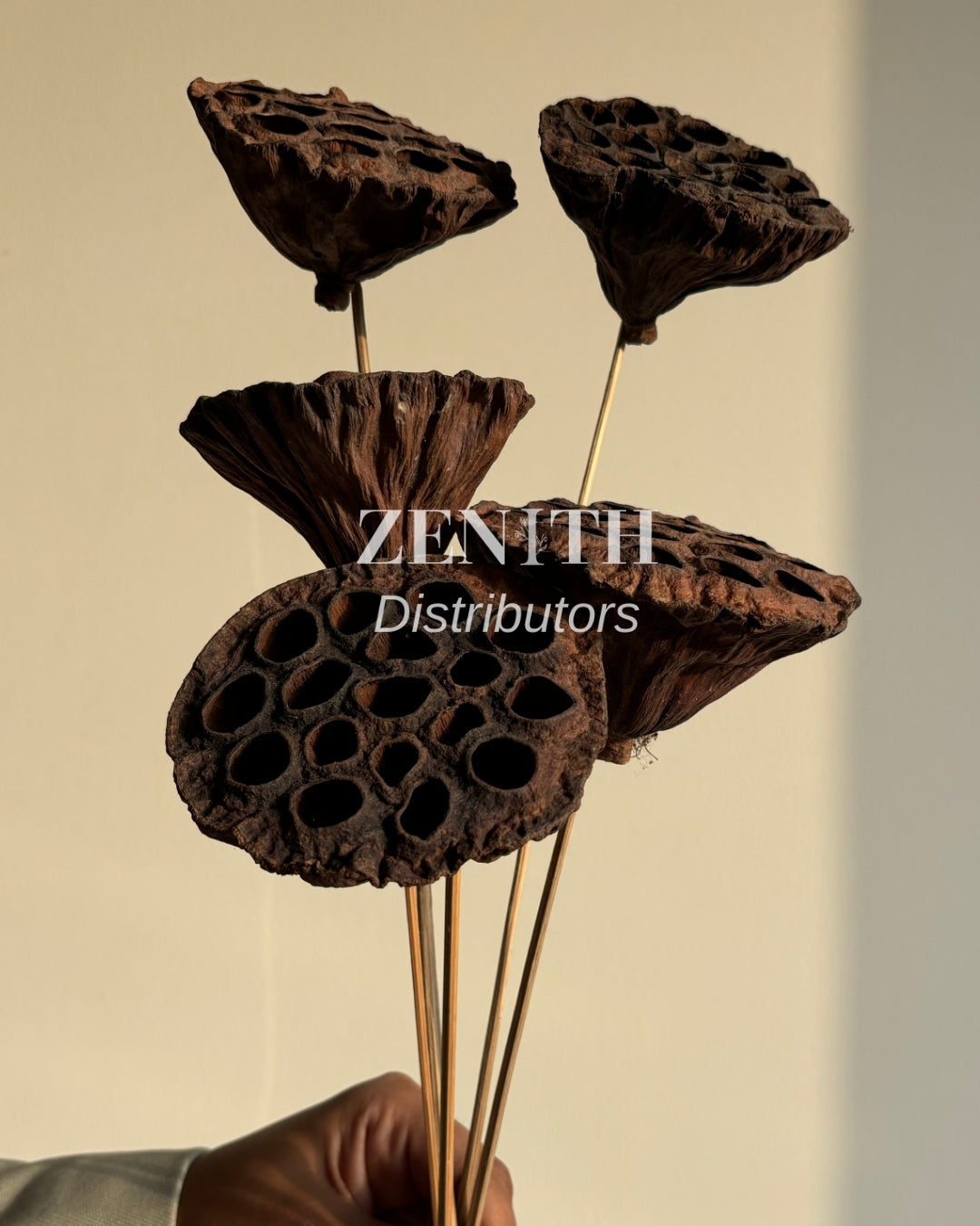Lotus Pods- without sticks