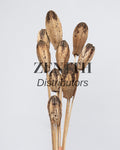 Mahogany Pods