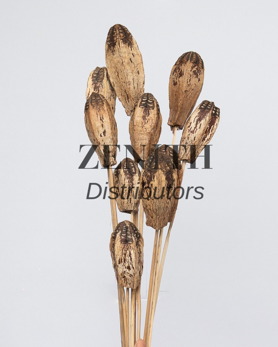 Mahogany Pods