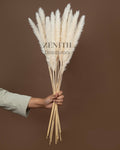 Mini Pampas Grass