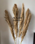 Regular Pampas Grass | Set of 20 Sticks