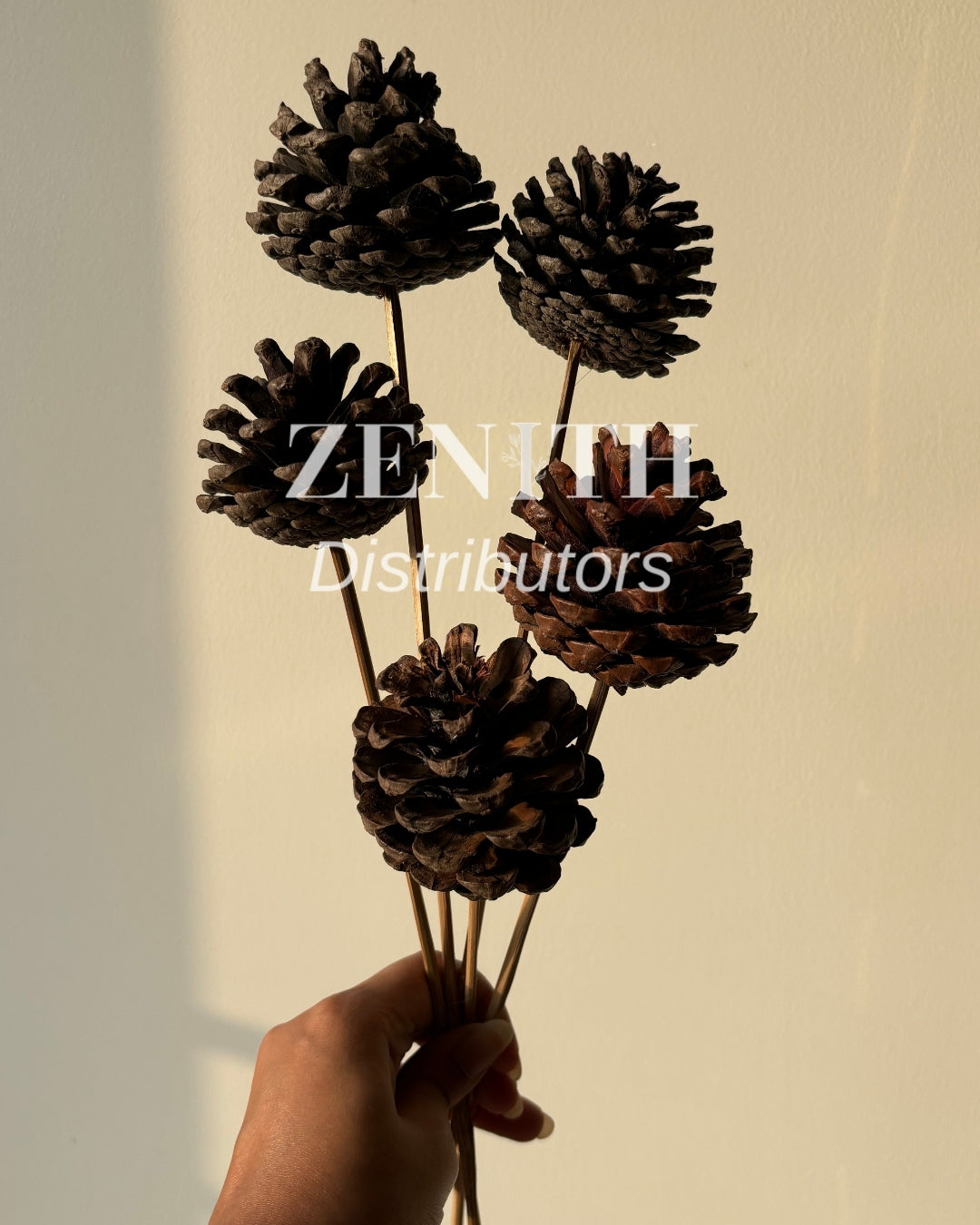 Pine Cone- without sticks
