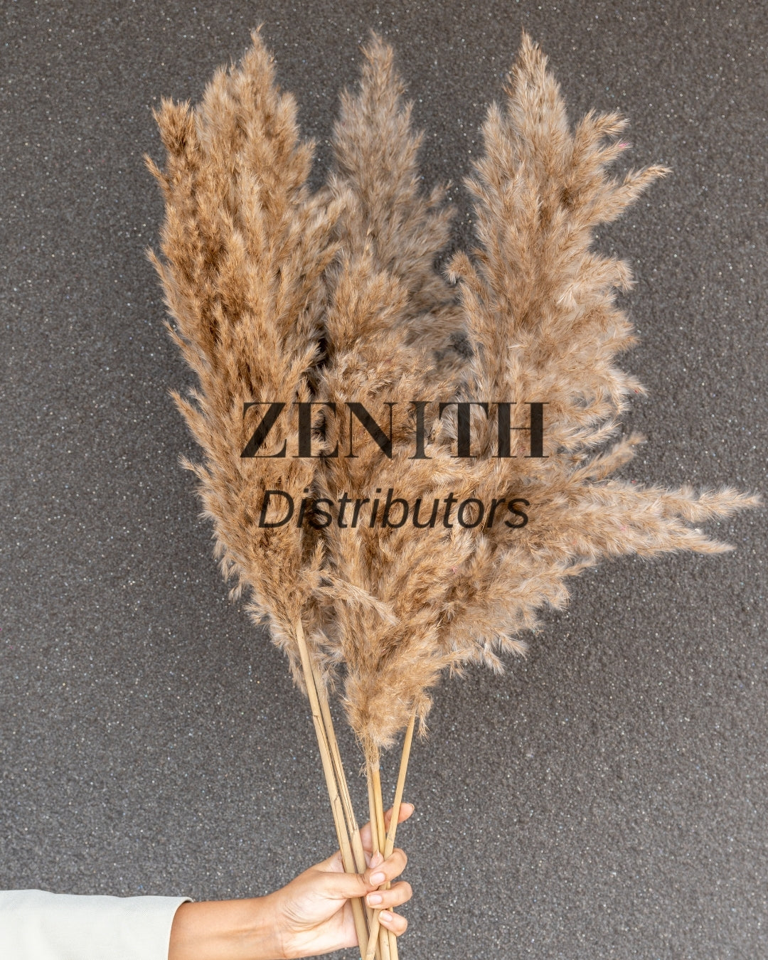 Regular Pampas Grass | Set of 20 Sticks
