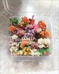 Resin Box-Daisy
