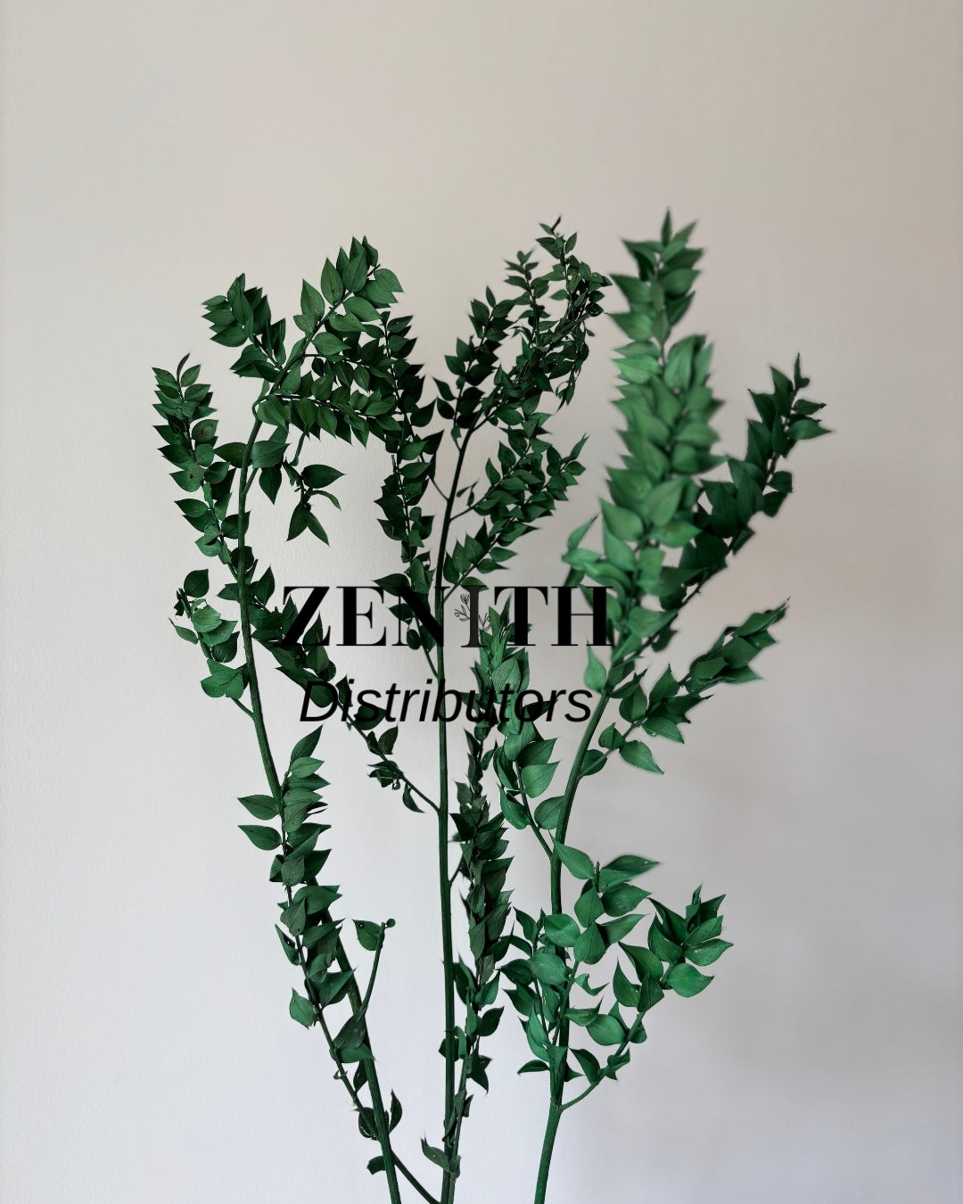 Ruscus