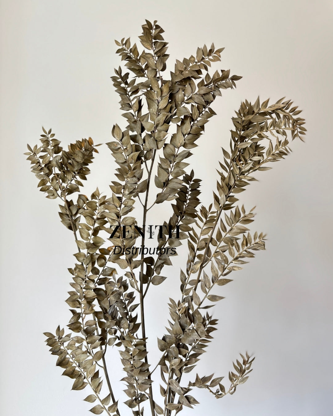 Ruscus
